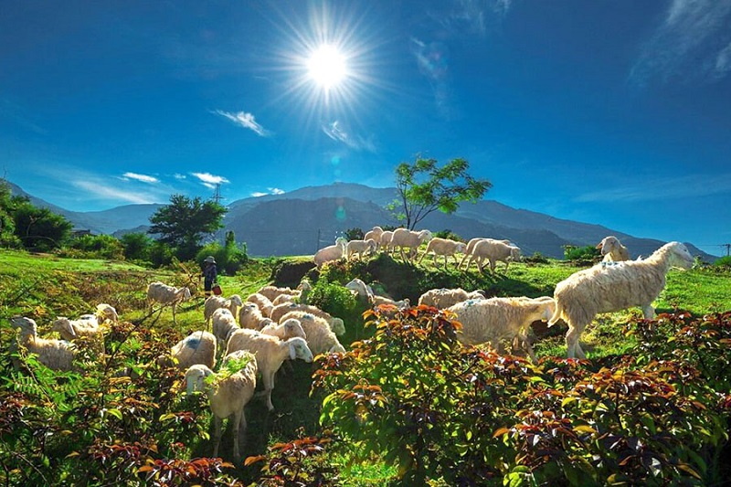 Đồng Cừu An Hòa điểm check in gây sốc tại Ninh Thuận